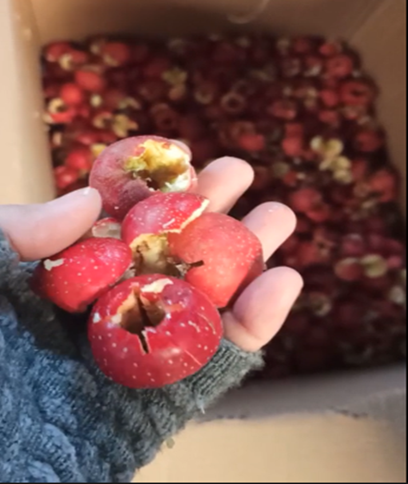 山楂、青梅去核機(jī)