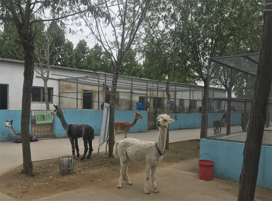 天鵝湖風(fēng)景區(qū)（泰山）速覽！(圖4)