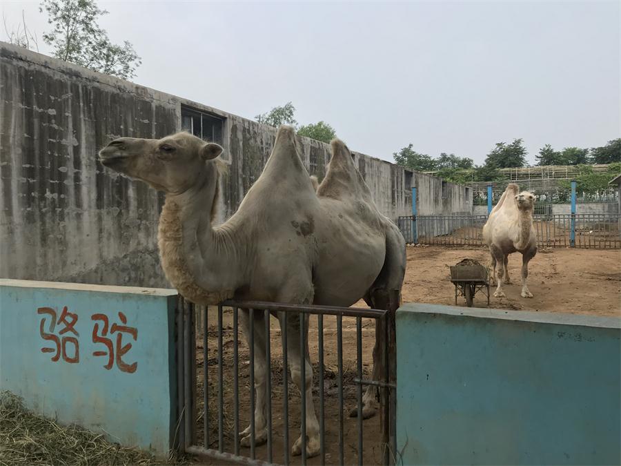 天鵝湖風(fēng)景區(qū)（泰山）速覽！(圖8)