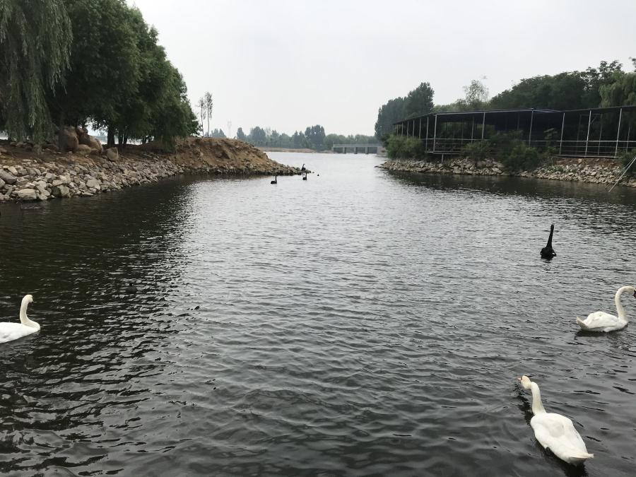 天鵝湖風(fēng)景區(qū)（泰山）速覽！(圖14)