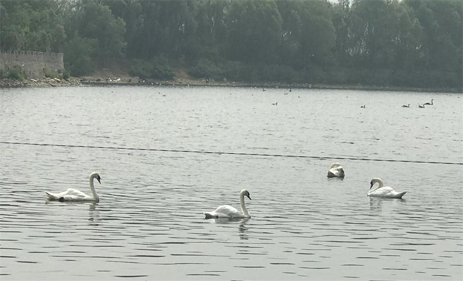 天鵝湖風(fēng)景區(qū)（泰山）速覽！(圖18)