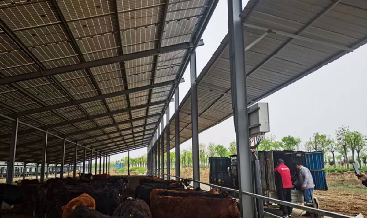 信橋鋼構(gòu)：打卡蒙陰農(nóng)業(yè)溫室大棚、青州黑牛養(yǎng)殖基地！(圖4)